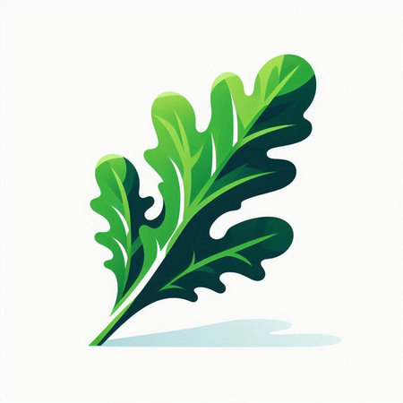 Arugula leaves isolated on white background. Vector illustration. Eps 10.のイラスト素材
