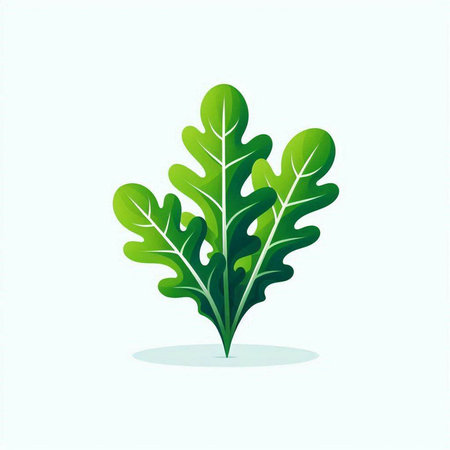 Leaf of arugula, arugula vector illustration.のイラスト素材