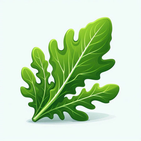 Vector illustration of fresh green arugula leaf isolated on white backgroundのイラスト素材