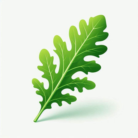 Green arugula leaf isolated on white background. Vector illustration.のイラスト素材