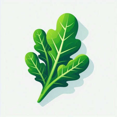 Lettuce. Vector illustration. Isolated on white background.のイラスト素材