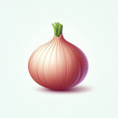 onion on white background, vector illustration, eps 10.のイラスト素材
