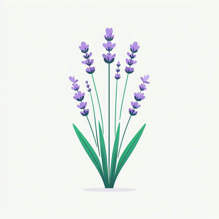 Lavender flower on white background. Vector illustration in flat style.のイラスト素材