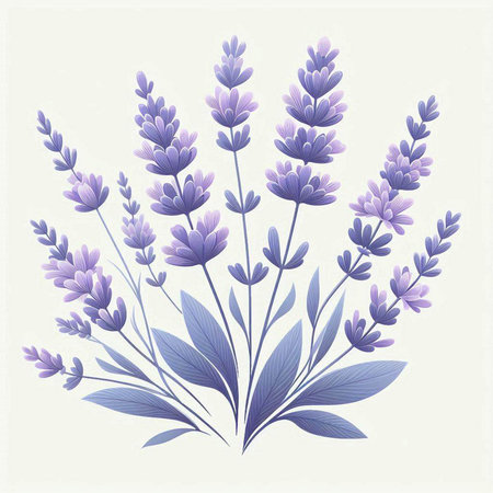 Lavender bouquet isolated on white background. Vector illustration.のイラスト素材
