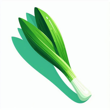 Vector illustration of fresh green leek on white background. Vector illustration.のイラスト素材