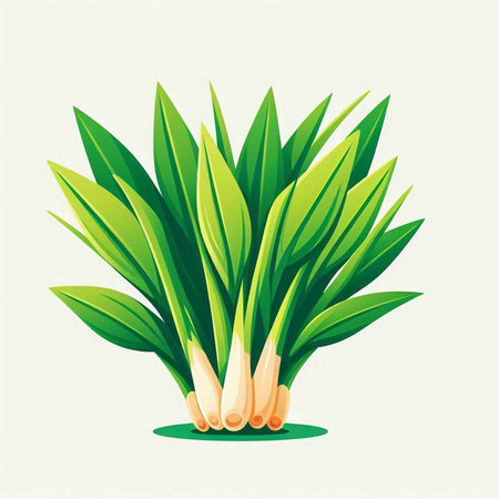 Bunch of fresh green onions on a white background. Vector illustration.のイラスト素材