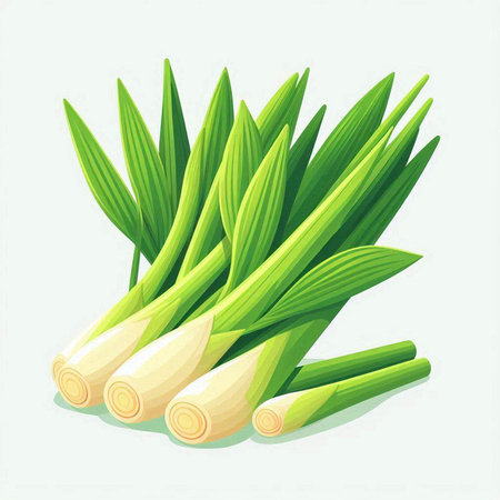 Illustration of fresh leek on white background. Vector illustration.のイラスト素材