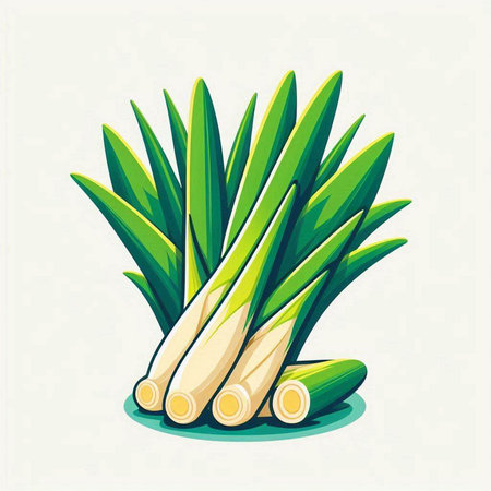 Illustration of fresh leek on white background. Vector illustration.のイラスト素材