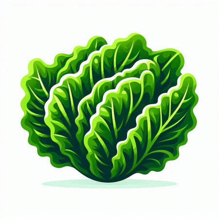 Vector illustration of fresh green lettuce leaves isolated on white background. Healthy food concept.のイラスト素材