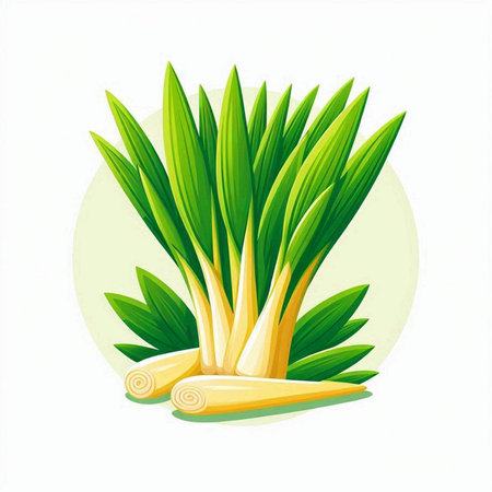 Illustration of a bunch of fresh spring onions on a white backgroundのイラスト素材