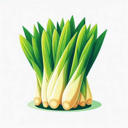 Illustration of fresh leek on white background. Vector illustration.のイラスト素材
