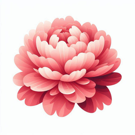 Pink chrysanthemum isolated on white background. Vector illustration.のイラスト素材