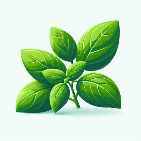 Illustration of fresh green basil leaves on a white background - vectorのイラスト素材