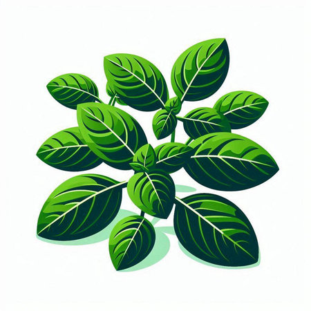 Fresh basil leaves isolated on white background. Vector illustration. Eps 10.のイラスト素材