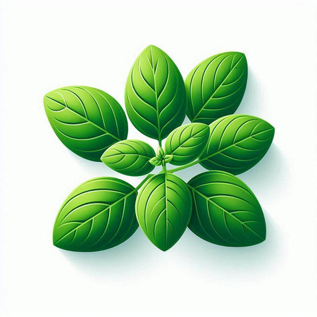 Fresh basil leaves on white background. Vector illustration. Eps 10.のイラスト素材