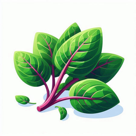 Illustration of fresh spinach leaves isolated on white background. Vector illustration.のイラスト素材