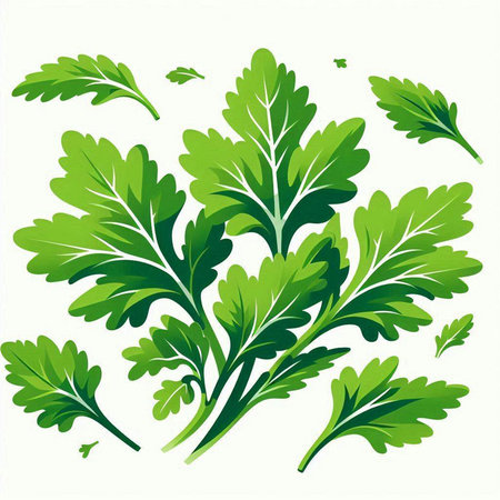 Parsley leaves isolated on a white background. Vector illustration.のイラスト素材