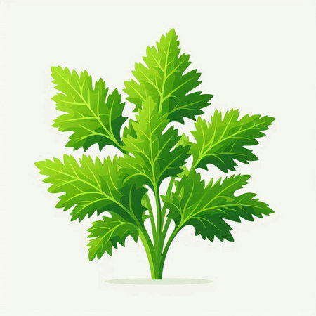 Parsley isolated on white background. Vector illustration. Eps 10.のイラスト素材