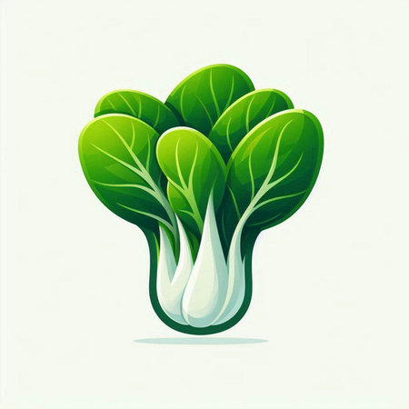Bok choy vector illustration. Fresh green chinese cabbage.のイラスト素材