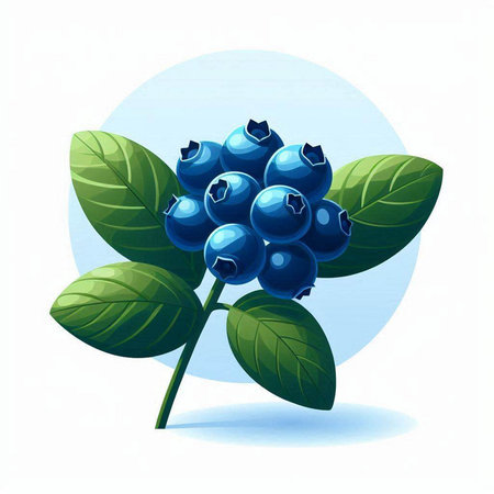 Blueberry with leaves on a white background. Vector illustration for your design.のイラスト素材