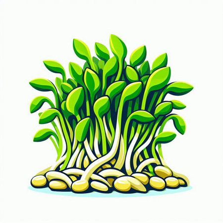 Illustration of a green microgreens isolated on a white backgroundのイラスト素材
