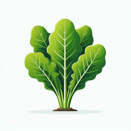 Vegetable and Herb, Illustration of Fresh Green Chinese Mustard or Bok Choy in Garden.のイラスト素材