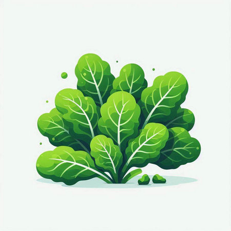 Bunch of fresh green lettuce on white background. Vector illustration.のイラスト素材