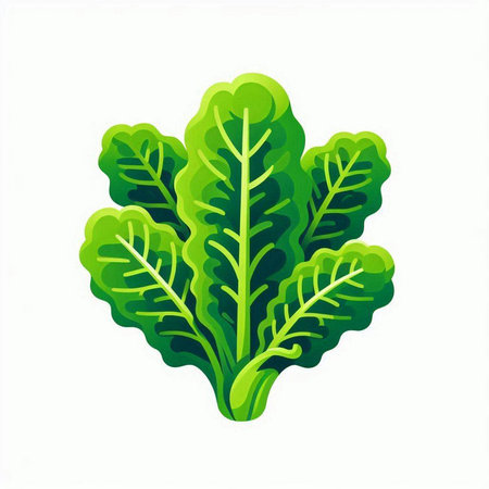 Lettuce leaves isolated on white background. Vector illustration in cartoon style.のイラスト素材