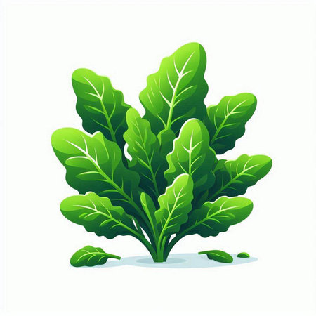 Vector illustration of fresh green salad leaves isolated on white background. Vector illustration.のイラスト素材