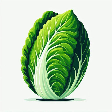 Illustration of a fresh chinese cabbage isolated on a white backgroundのイラスト素材