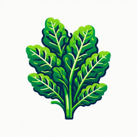 Vector illustration of green lettuce. Isolated on a white background.のイラスト素材