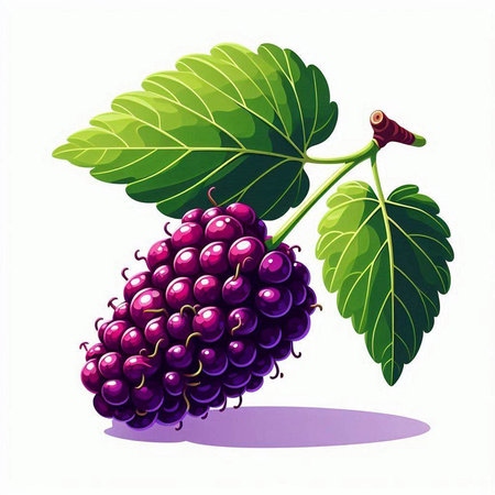 Mulberry fruit with leaves isolated on white background. Vector illustration.のイラスト素材