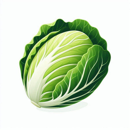 Fresh chinese cabbage isolated on a white background. Vector illustration.のイラスト素材