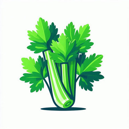 Celery, parsley isolated on white background. Vector illustration.のイラスト素材