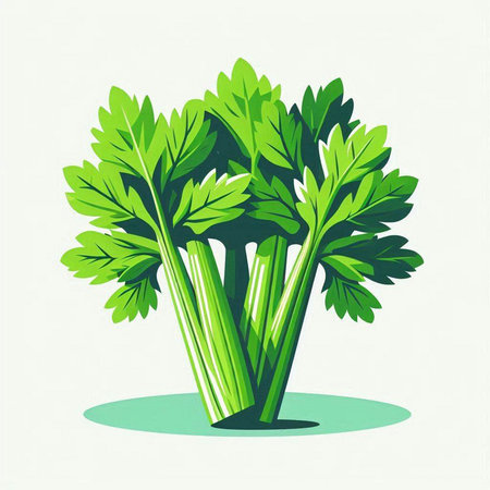 Illustration of parsley on a white background. Vector illustration.のイラスト素材