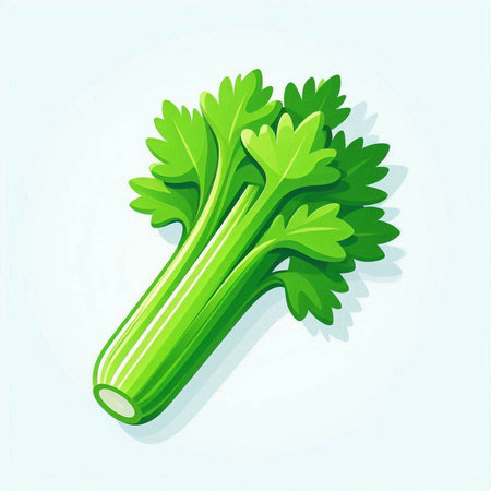 Celery icon. Vector illustration of celery isolated on white background.のイラスト素材