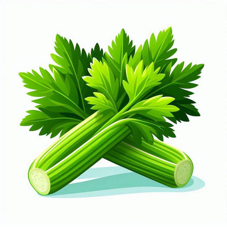 Fresh celery with leaves isolated on white background. Vector illustration.のイラスト素材