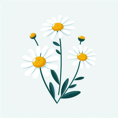 Chamomile flowers on a white background. Vector illustration.のイラスト素材