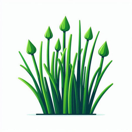 Chives plant isolated on white background. Vector illustration. Eps 10.のイラスト素材