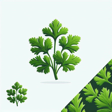 Parsley vector illustration isolated on white background. Vector illustration.のイラスト素材