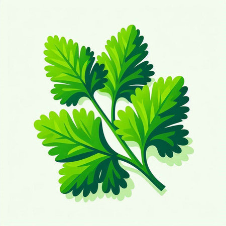 Parsley on a light background. Vector illustration of parsley.のイラスト素材