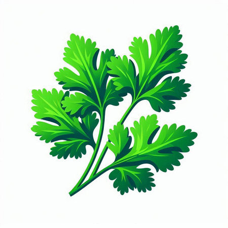 Parsley isolated on a white background. Vector illustration for your design.のイラスト素材