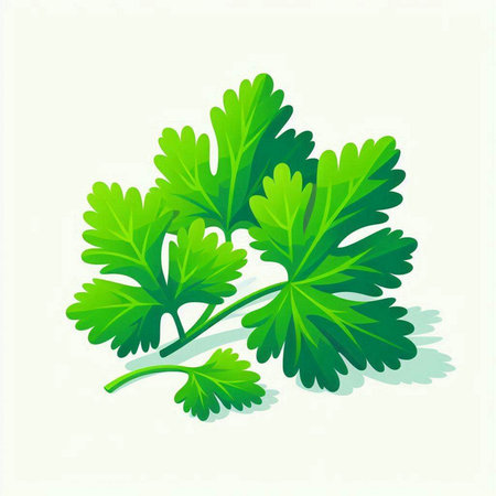 Parsley leaves on a white background. Isolated vector illustration.のイラスト素材