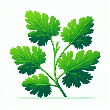 Parsley leaves isolated on a white background. Vector illustration.のイラスト素材