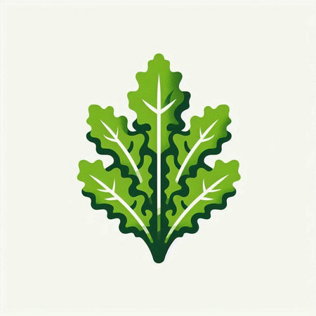 Lettuce, arugula, arugula vector iconのイラスト素材