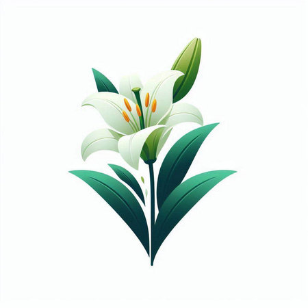 White lily with green leaves isolated on white background. Vector illustration.のイラスト素材