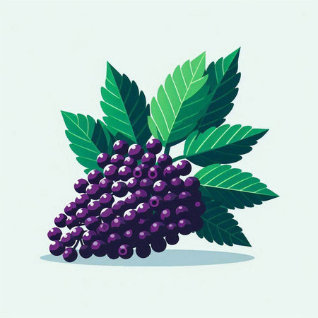 Bunch of ripe black grapes with green leaves. Vector illustration.のイラスト素材
