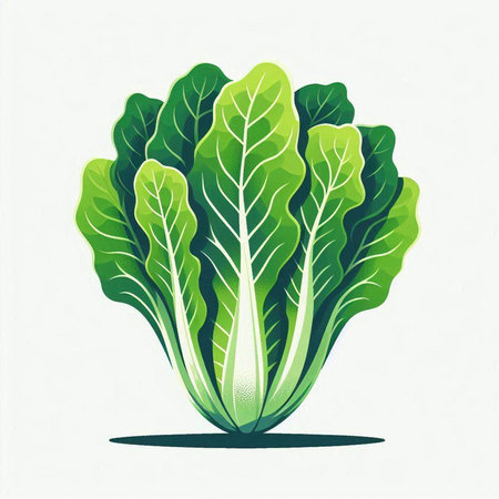 Lettuce. Vector illustration on a white background. Isolated.のイラスト素材