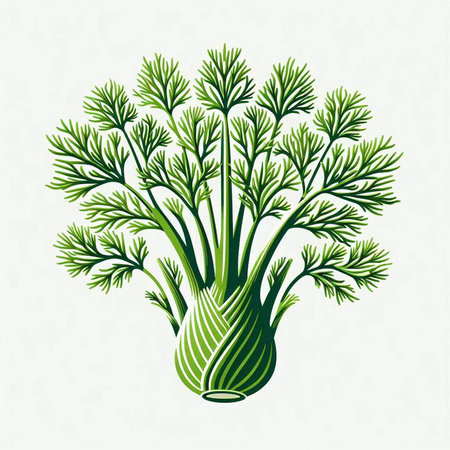Fennel. Vector illustration. Isolated on white background.のイラスト素材