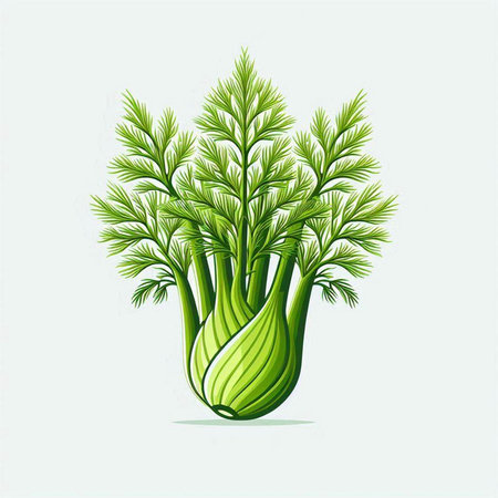 Illustration of fresh fennel on white background, vector illustrationのイラスト素材